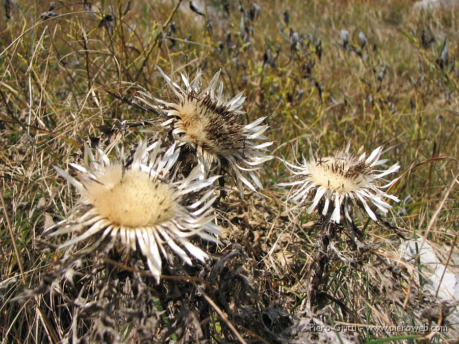 cancervo 074.jpg - Carlina bianca